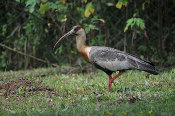 A large and beautiful Curicaca - Theristicus caudatus. Bird that can reach 1.7kg.