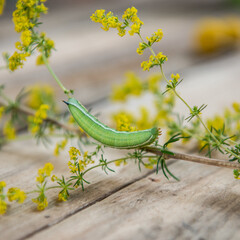 Gr&uuml;ne Raupe auf gelber Blume auf rustikalen Holz Untergrund