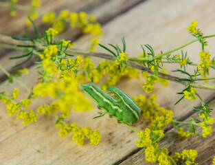 Grüne Raupe auf gelber Blume auf rustikalen Holz Untergrund