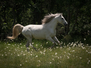 Galloping white Andalusian Lusitano stallion.