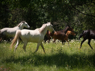 Herd of horses moving through a spring meadow.