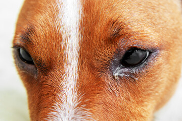 Dog eyes infection - Dog with irritated red eyes suffering from something allergy. Veterinarian check on the eyes of a dog dachshund. conjunctivitis eyes of dog. Medical care of pet concept. - obrazy, fototapety, plakaty