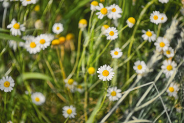 Fototapeta premium Full bloom of camomile or chamomile flowers. Daisy flower.