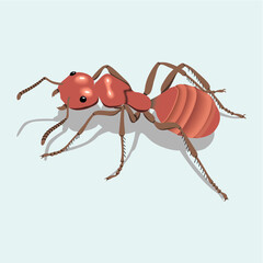 ant
