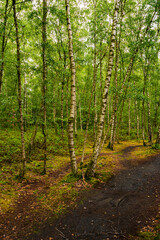 Fototapeta na wymiar Path through a wonderful green birch grove