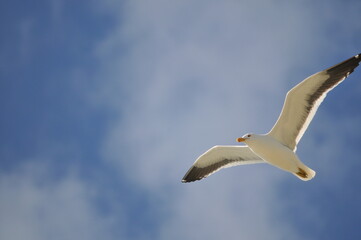 Seagull flying over the island of Santa Catarina, Brazil.