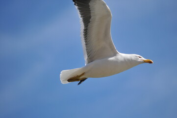 Fototapeta na wymiar Seagull flying over the island of Santa Catarina, Brazil.