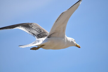 Seagull flying over the island of Santa Catarina, Brazil.