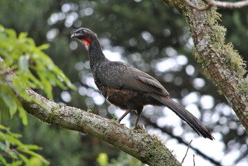 A large Jacuaçu - Penelope obscura, in southern Brazil.