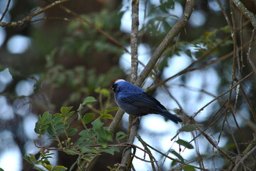 A beautiful Sanhaço-Frade bird - Stephanophorus diadematus.