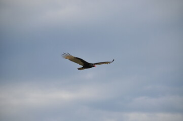 Fototapeta na wymiar A beautiful vulture flight.