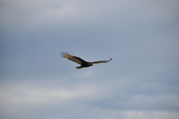A beautiful vulture flight.