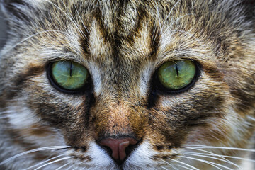 Naklejka na ściany i meble a cat portrait. cat face close up in the street.. cat's nose and eyes, macro view. Curious animal portrait close