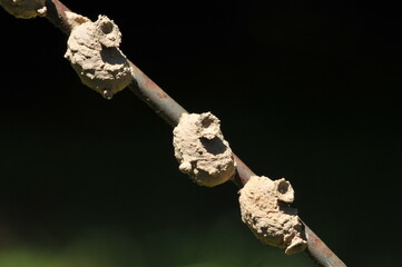 Small wasp nests made of clay.