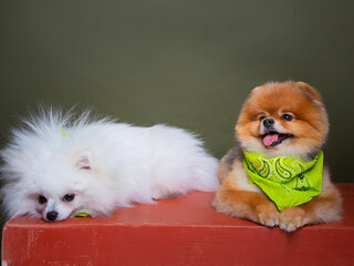 Two funny dogs, white spitz and red spitz