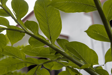 a worm on a leaf .