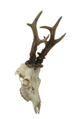The European roe deer Capreolus capreolus skull with antlers isolated on white background. Hunting...