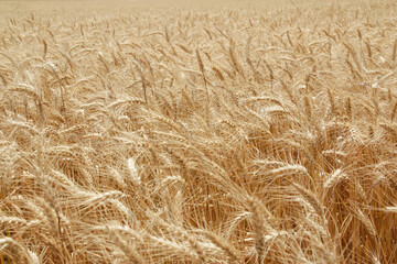 field of wheat