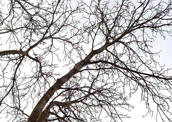 Winter Trees without leaves. Branches and snow background.