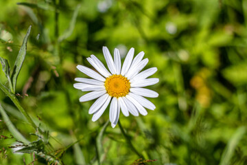Fototapeta premium White chamomile with yellow inflorescence, on a background of green grass