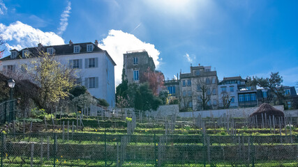 Fototapeta na wymiar Paris, vineyards of Montmartre in spring