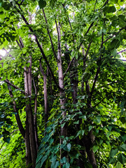 trees in the forest
