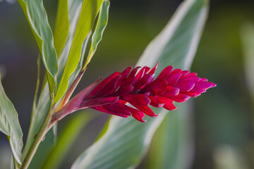 Tropical Flower
