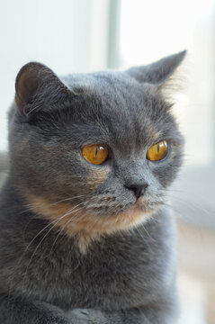 head of cute scotish gray cat and looking to side
