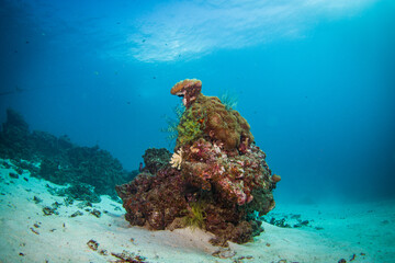 Wonderful and beautiful underwater in deep tropical sea and sun rays. Water texture in ocean with corals and tropical fish.