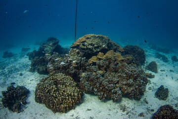 Fototapeta premium Wonderful and beautiful underwater in deep tropical sea and sun rays. Water texture in ocean with corals and tropical fish.