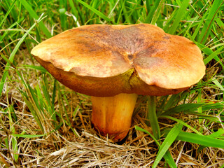 Close up of Boletus Rubellus, also known as Ruby Bolete, in a meadow