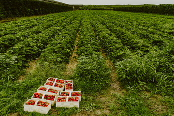 Many fresh red strawberries in wooden baskets after harvest on organic strawberry farm. Strawberries ready for export. Agriculture and ecological fruit farming concept