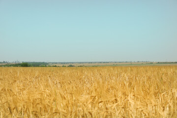 Barley field. Agriculture and farming. First summer harvest
