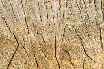 Firewood and wooden background photo. Texture of the piled wood.