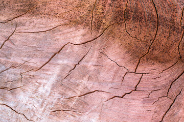 Firewood and wooden background photo. Texture of the piled wood.