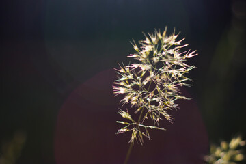 Bokeh of the nature, nature background, green colors. Sunlight on the grass and growing plants.