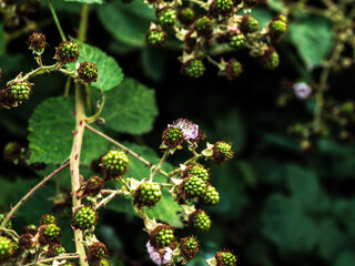 BLACKBERRIES 