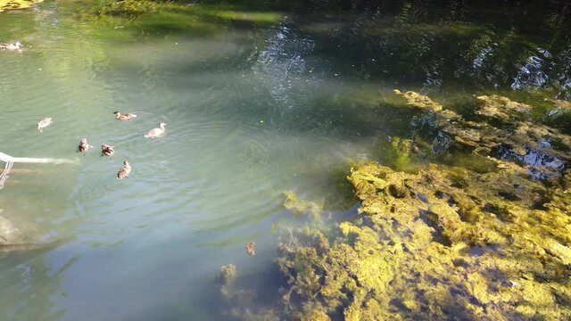 Duck flock swims in pond, people toss food ducks in pond