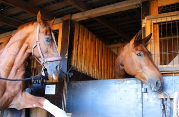 horse and foal