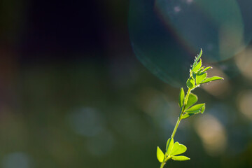 Bokeh of the nature, nature background, green colors. Sunlight on the grass and growing plants.