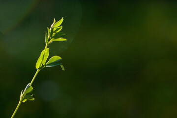 Bokeh of the nature, nature background, green colors. Sunlight on the grass and growing plants.