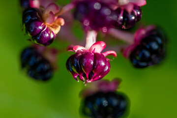 Phytolacca acinosa