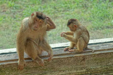 Animals – monkey in the zoo.
