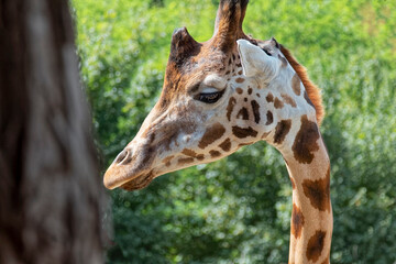 Animals – african giraffe.