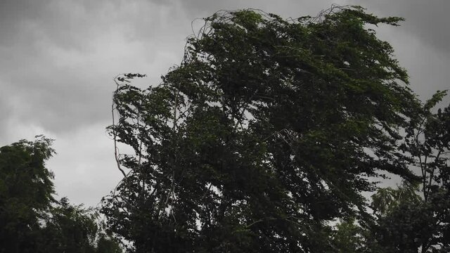 A strong hurricane wind knocks down a large tree. Storm warning. Severe weather.