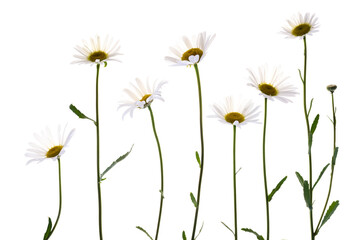 dandelion flowers isolated on white background