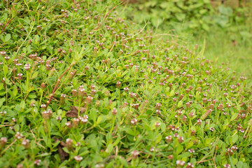 The green texture and small flowers nature