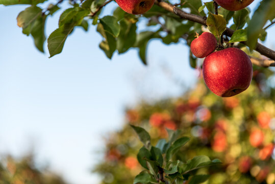 Bunch of red ripe apples on modern apple plantation ready for harvesting and export. Rows of apple trees growing in orchard