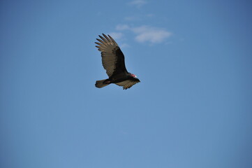 Fototapeta na wymiar The delicate flight of a vulture.