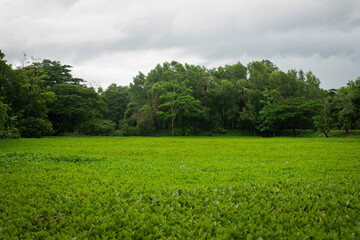 Green Field Landscape Photo